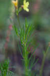 Threadleaf evening primrose